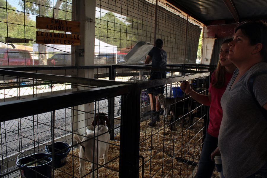 Sophomore Emily Ashmore waits next to her goat while waiting for the live stock judging to start.