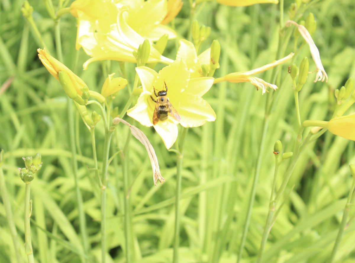 March into Spring with Environmental Club